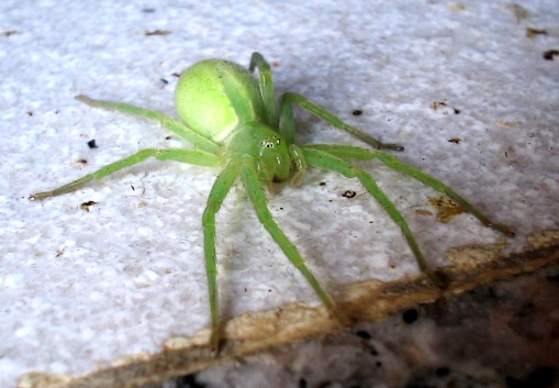 Micrommata virescens, Menemerus sp. e opilione.